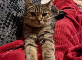 Millie- tabby BS