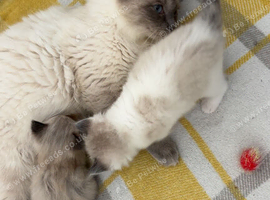 1 male available