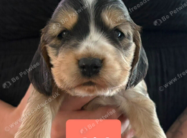 Show Cocker Spaniel Puppies