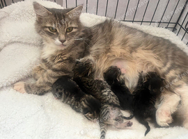 Seven fluffy kittens!