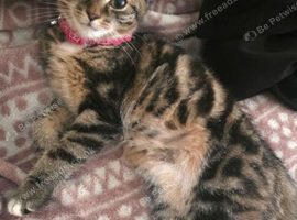 Beautiful 6 month old tabby girl