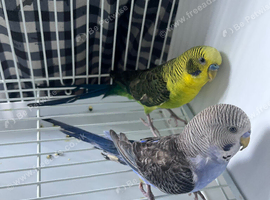 3x black winged budgies