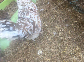 Hens