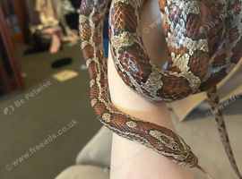 Corn snake