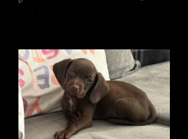 Female Labrador x springer spaniel puppy