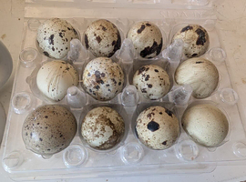 Coturnix  Quail eggs
