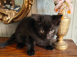 Kittens are looking for a new home