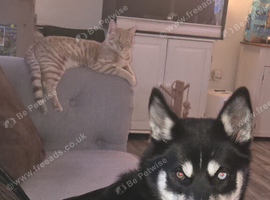 6 month old female huskey