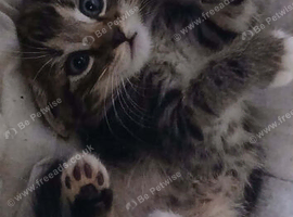 Beautiful Bengal cross  kitten for new home