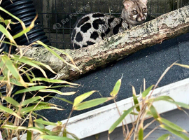 Unrelated Pair of cape genets