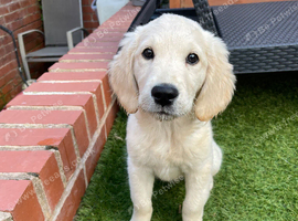 Stunning Golden Girl