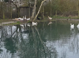 Any unwanted carp or pond fish free to good home,