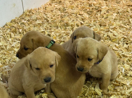 Beautifully bred Labrador puppies