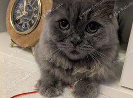 Kittens