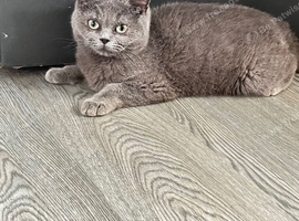 Persian x Ragdoll mix