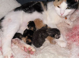 For sale gorgeous kittens ready 18th November