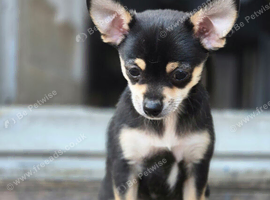Chihuahua  boy