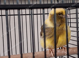 canary hen this years