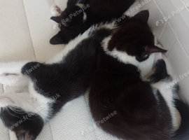 Kittens need a forever home