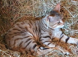 2 lovely stripped boy kitten and gold marble Ready now