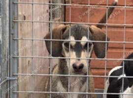 Beagle dog for sale