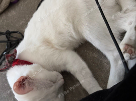 Female Turkish Angora Kitten