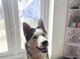Beautiful husky female
