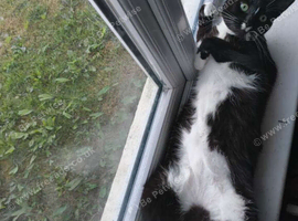 Tuxedo girl 4 year old