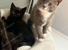 Two beautiful kittens for sale