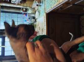11 month old male Sphynx