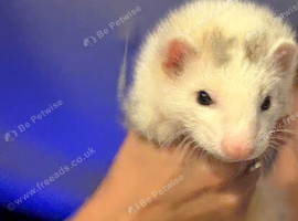 hob ferret kit