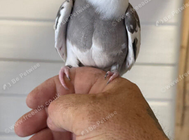 Cockatiel