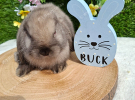 4 Gorgeous mini lops for sale