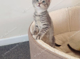 American Shorthair kittens