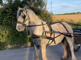 Grey ride and drive mare