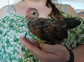 Serema rooster