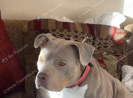 BONNIE(Stud wanted)