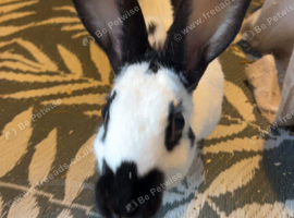 Rabbit and small mammal rescue