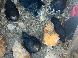 Lovely Peking growers for sale