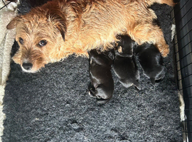 Beautiful working Cocker Spaniel x Terrier puppies