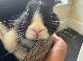 13 week old bunny&rsquo;s for sale
