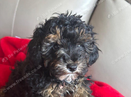 Cavapoo puppies