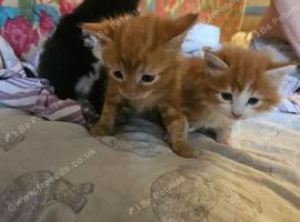 Lovely kittens