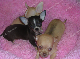 Small Chihuahua puppies 1 Black/tan male 1 Fawn Female