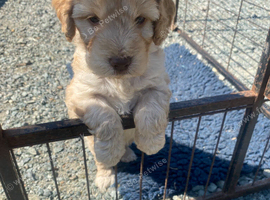 Miniature cockapoo puppies