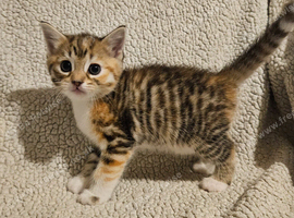 Part bengal kittens