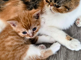 Beautiful persian x kittens