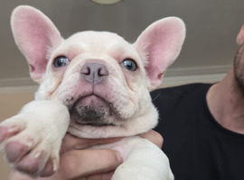 French bulldog