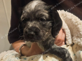 Gorgeous working cocker spaniel puppies