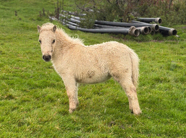 Miniature Shetland filly foal